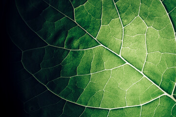 Poster - Close up beautiful green leaf background texture. Macro photography view..