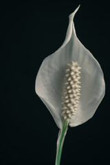 Poster - Close up white Spathiphyllum pearl flower isolated on a black background pattern for design...