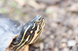 Schildkröte in der Natur