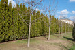 Hedge of Thuja trees. Row of tall evergreen thuja occidentalis trees green hedge fence along path at countryside cottage backyard.