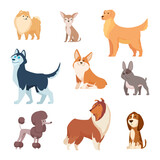 Fototapeta Pokój dzieciecy - Dogs breeds. Funny true and faithful animals playing in various poses cartoon puffy puppy poodle bulldog dachshund exact vector illustrations collection