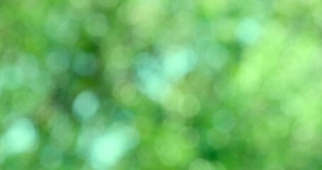 Blurred bokeh of green tree leaves movement with the wind pattern texture for nature background concept