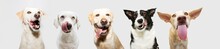 Banner Five Funny And Hungry Dogs Licking Its Lips With Tongue Out. Isolated On Gray Background.