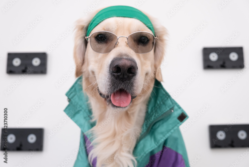 Foto Stylish dog in a 90s blazer and videotape. Portrait of a golden ...
