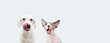 Banner two two hungry pets, sphynx cat and dog licking its lips. Isolated on white backgorund.