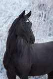 Fototapeta Mapy - Black horse in snow frozen forest with pair from nostril