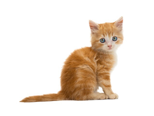 Poster - orange cat sitting. isolated on white background