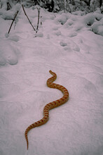 Snake In Snow