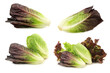fresh romaine lettuce and red lettuce on a white background