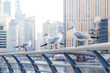 Seagulls sit on the parapet of the embankment in the Dubai Marina area. Picture creates a vintage sea atmosphere