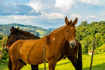 Grazing horses with a beautiful backdrop.