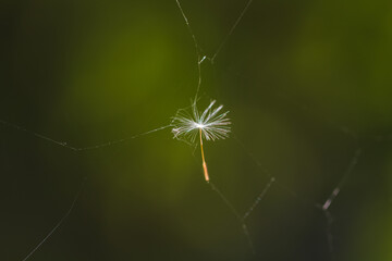 spider on a web
