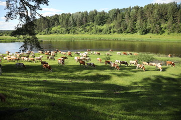 a herd of cows in a meadow in summer