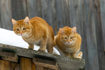 Two adorable red cats are sitting on the roof. Identical red cats.