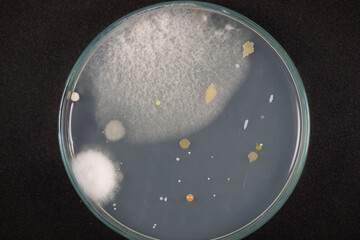 Wall Mural - Mold Beautiful, Colony of Characteristics of Fungus (Mold) in culture medium plate from laboratory microbiology.
