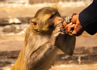 Wall Mural - baboon sitting