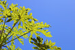 Green leaves of Carica papaya under a blue sky