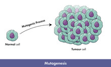 Mutagenesis Of Cancer Cells