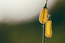 Yellow Pea Pods In The Field With Sunset, Nature Soft Light Blur Filter And Vintage Tone, Selective Focus.