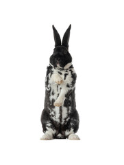 Poster - rabbit black and white isolated on white background