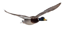Mallard Duck Drake With Blue Head On White In Flight