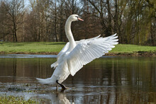 White Mute Swan (Cygnus Olor) With Spread Wings Stands In The Water And Enjoys The Sunny Day.