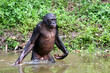 male bonobo standing in the water