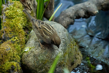 Canvas Print - The house sparrow