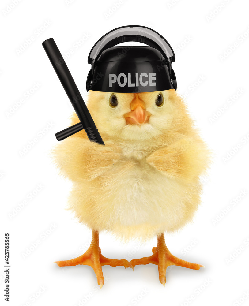 Cute cool chick cop policeman with police baton funny conceptual image - obrazy, fototapety, plakaty 