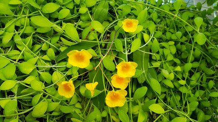 Wall Mural - Beautiful yellow orchid flower blooming in garden with green leaves background. Beauty of natural, Flora or floral park and Botanic concept. Nature wallpaper. Selective focus