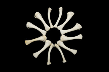 Bones of an animal isolated on a black background. Symbol made from bones. Witchraft concept.