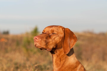 Wall Mural - Portrait of a vizsla dog in a field.