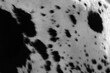 © ccestep8 - Texas longhorn black and white spotted cow hide pattern with texture of hair on calf.