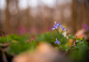 Wall Mural - Scilla bifolia in the heart of the forest in warm light