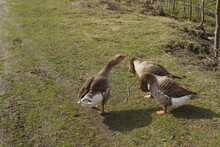 Gray Geese On A Meadow In Spring 