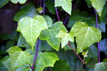 Selective Focus Of New Green Ivy Leaves