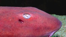 Shark Eye With Pink Skin In Aquarium.