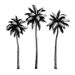 Coconut palm trees.