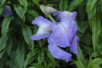 Wall Mural - Violet irises bloom in summer in the garden