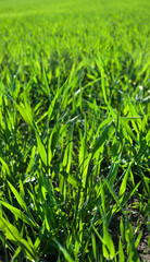 Wall Mural - close up, green young shoots of wheat in spring, vegetation tillering, glow