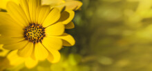 Yellow Daisy In Foreground On Unfocused Yellow Background. Selective Blur. Bokeh. Spring And Hope Concept.