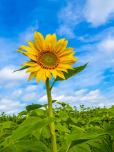 Big Yellow Sunflower Aganist A Blue Sky