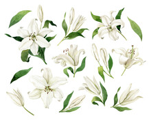 White Lilies Watercolor Clipart Set. Gentle White Flowers Isolated On White Background. Clipart For Greeting Cards, Wedding Invitations, Birthday Cards, Stationery.