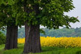 Fototapeta  - wiosenna aleja kasztanowa i kwitnący żółty żepak