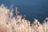 Fototapeta  - oświetlone słońcem trawy nad brzegiem rzeki