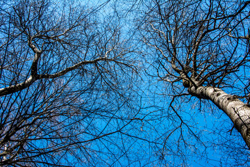 Sticker - Spring tree crowns on deep blue sky