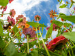 Bright colorful Zinnias wildflowers from below aganist a partly cloudy blue sky taken with a fisheye lens