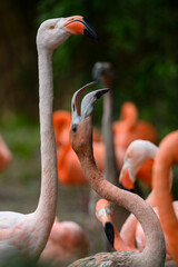 Sticker - Phoenicopterus ruber - Flamingo feeding chick in detail.