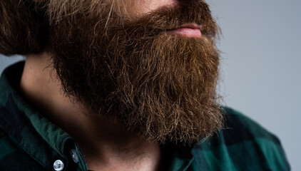 Wall Mural - lush groomed beard of brutal bearded male man, hair care