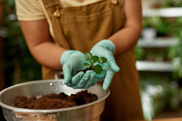 Close up of hands of young woman wearing protective gloves holding green sprout while transplanting plants at home